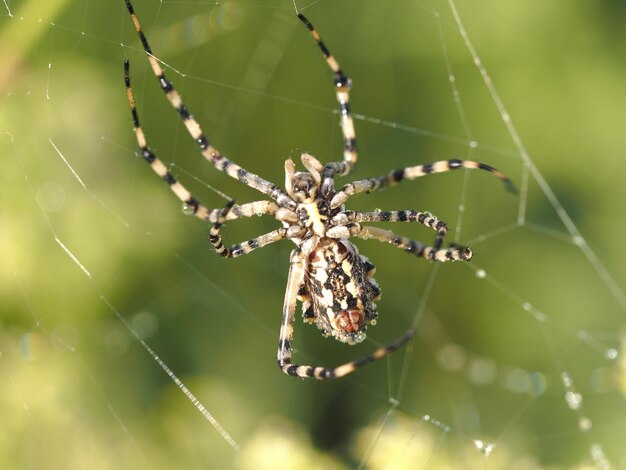 une araignée tissant ses filets