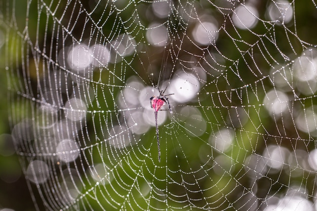 Une araignée-tisseuse d&#39;orbes à cornes longues (Macracantha arcuata)