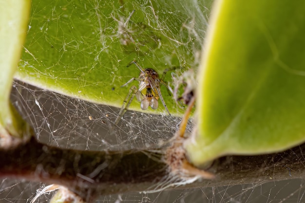 Araignée toile d'araignée mâle adulte