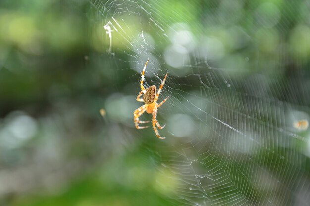 Araignée sur une toile dans la forêt en gros plan