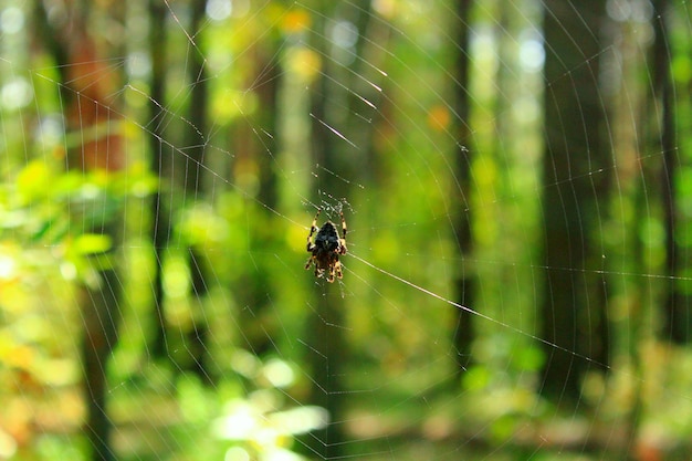 araignée sur la toile sur le fond vert de la forêt