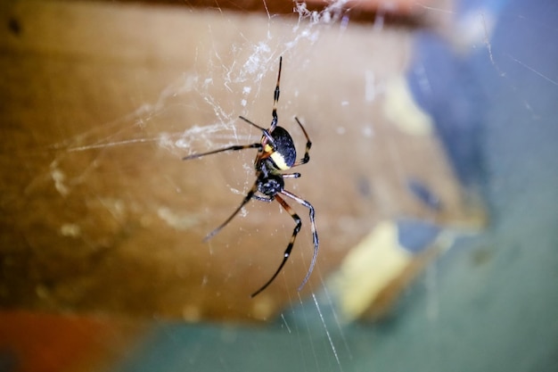 Araignée sur le toit avec toile sur les murs