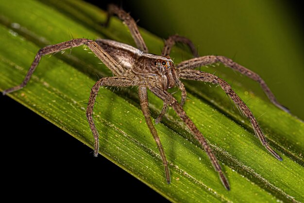 Araignée tréchaléide femelle adulte