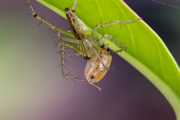 Araignée en vert.