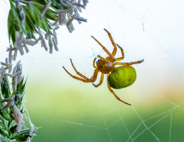 l'araignée verte du concombre