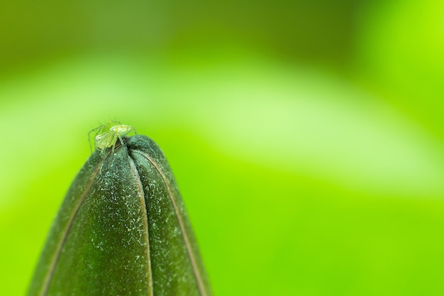 Araignée verte avec lotus Flou ou flou de flou