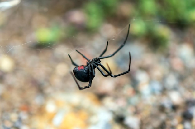 Araignée veuve noire dans le jardin