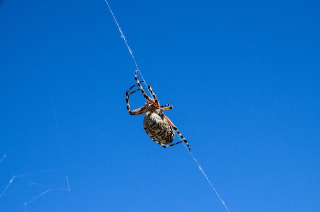 Photo araignée et web