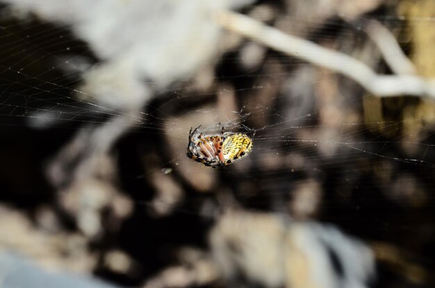 Photo araignée et web