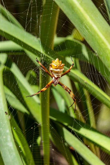 Photo l'araignée