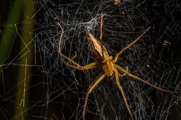 Araignées dans le nid