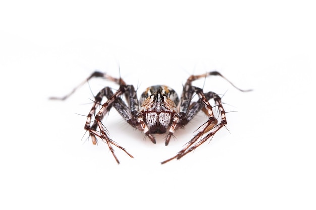 araignées lynx brunes. De la vue de dessus. Insecte. Animal