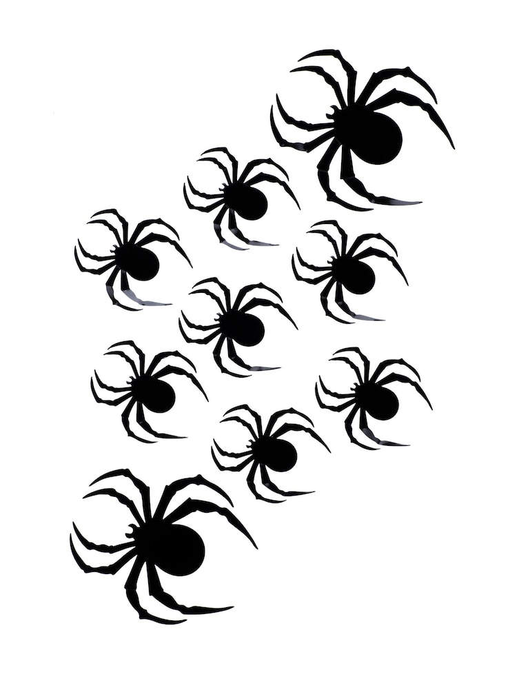 Photo des araignées noires isolées sur un fond blanc