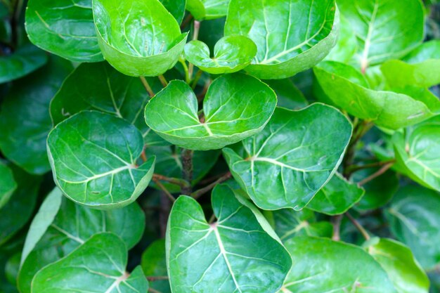 Aralia du bouclier ou de la assiette Aralia