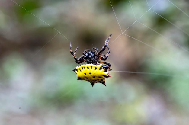 Araña Tejedora Espinosa (Gasteracantha cancriformis)