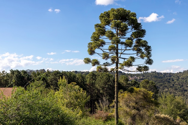 Araucaria arbre sur la montagne