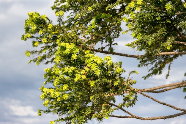 araucaria vert sur ciel en été