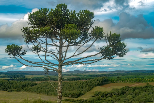 ARAUCARIAS Araucaria angustifolia espèce d'arbre dominante dans le sud du Brésil