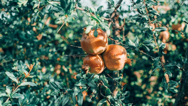 Arbol de grenade con sus fruits