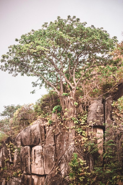 Arbol en la roca