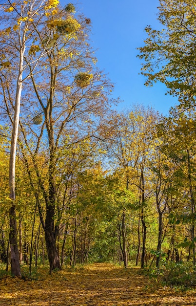 Arboretum Sofievsky ou parc Sofiyivsky à Ouman, par une journée ensoleillée d'automne