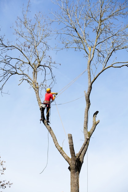 Un arboriste coupant un arbre avec une scie à chaîne