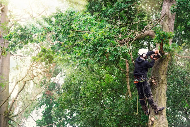 Arboriste coupant un arbre avec une tronçonneuse à essence