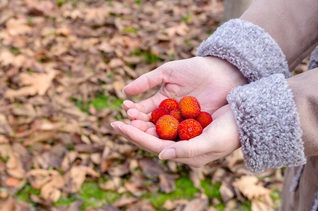 L'arbousier de baies Arbutus unedo dans le gros plan de la main