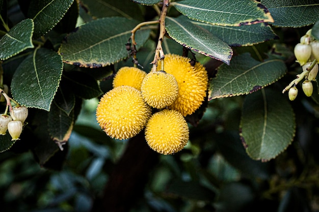 Un arbousier avec des fruits Madrones mûrissant sur l'arbre