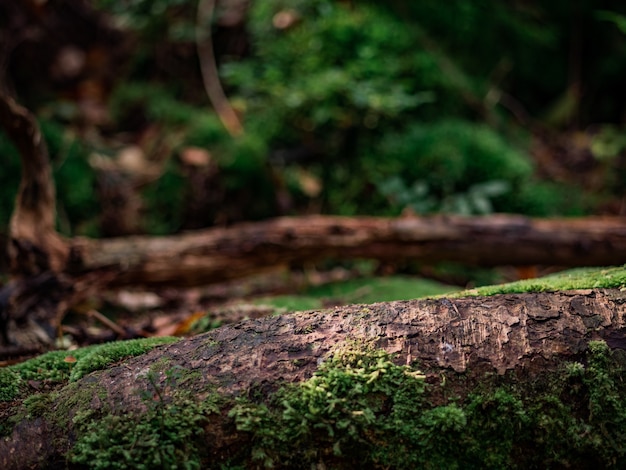 Un arbre abattu dans la forêt dans le contexte d'un autre arbre abattu