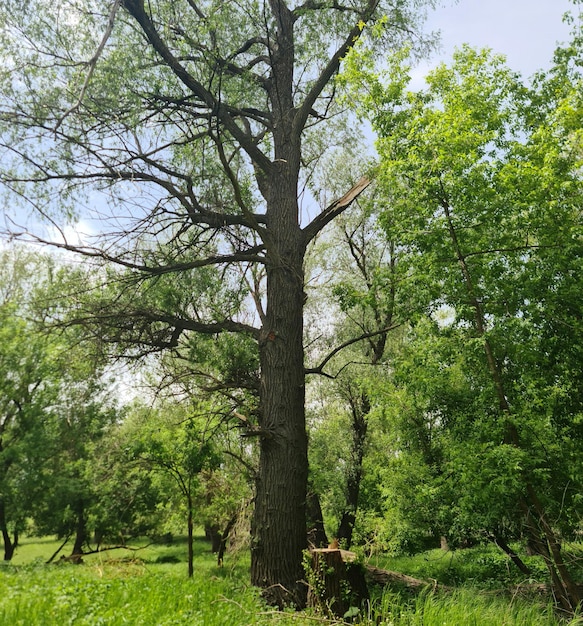 Photo un arbre abattu par un homme