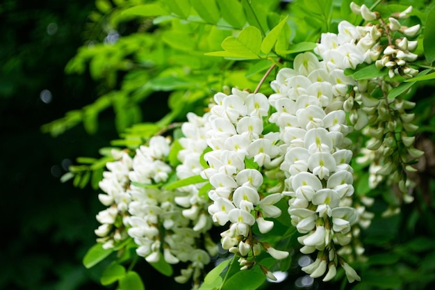 Arbre d'acacia fleurissant au printemps avec le fond