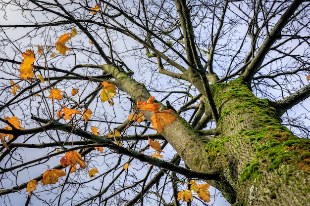 Arbre Acer - Acer Platanoides. érable De Norvège Avec Quelques Feuilles De Couleurs Dorées, Saison D'automne