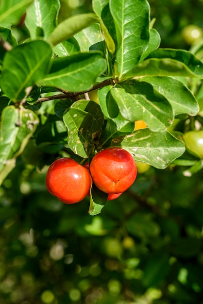 Arbre d'acérola avec de nombreux fruits mûrs.