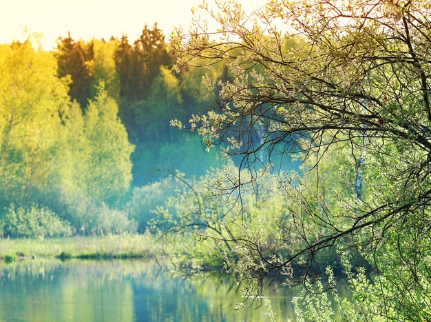 Arbre aligné à droite sur fond de paysage de berge