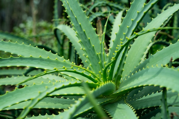 Arbre d'aloe vera