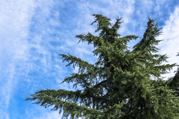 Un arbre ancien