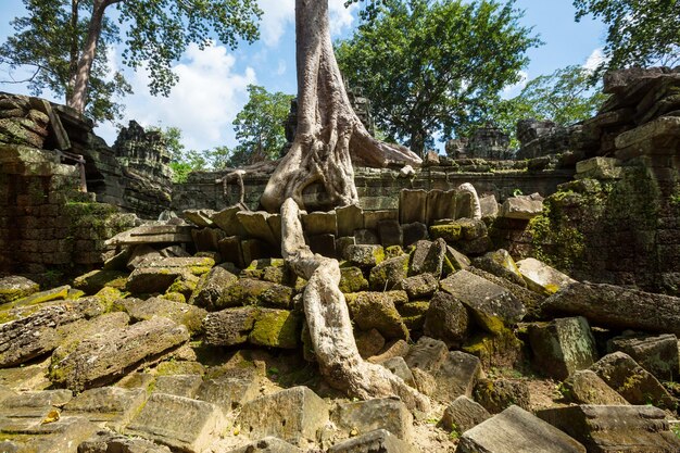 Arbre à Angkor