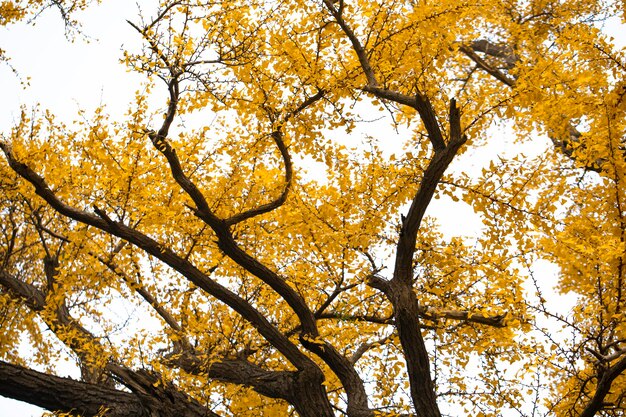 Arbre antique de ginkgo dans la ville antique de Qibao, Changhaï