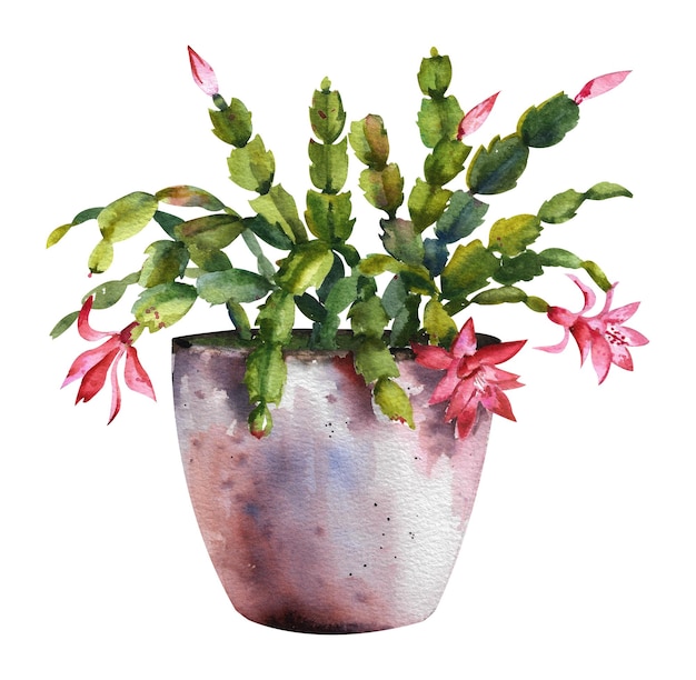 Arbre aquarelle Schlumbergera Fleur maison de Schlumberger dans un pot gris