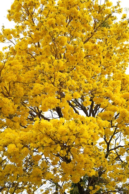 arbre araguaney jaune fleuri dans le domaine