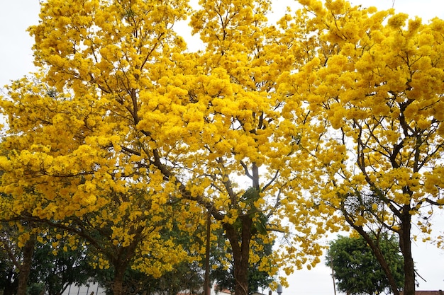 arbre araguaney jaune fleuri dans le domaine