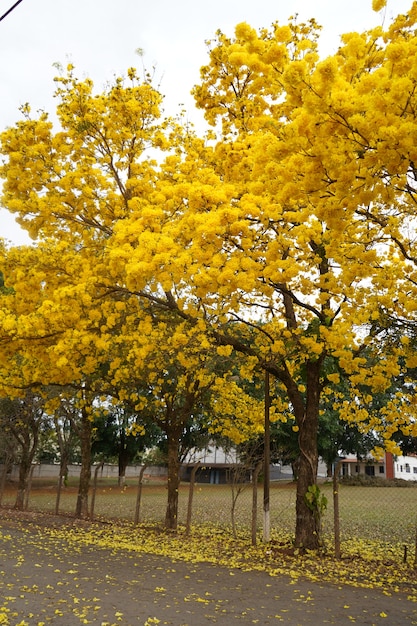 arbre araguaney jaune fleuri dans le domaine