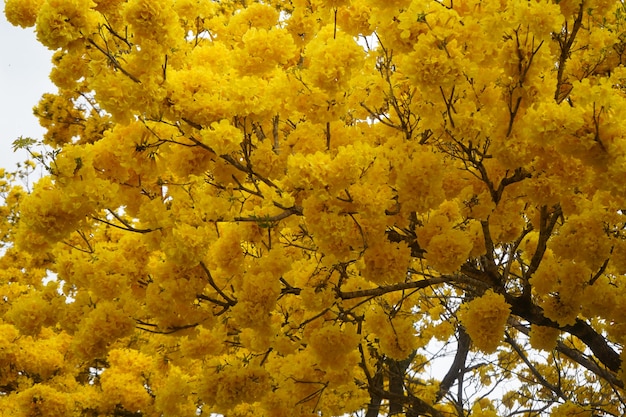 Photo arbre araguaney jaune fleuri dans le domaine
