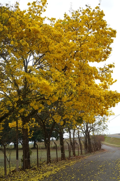 arbre araguaney jaune fleuri dans le domaine
