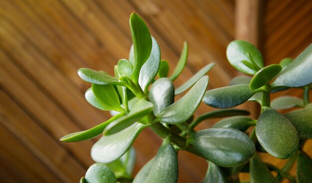 Photo arbre d'argent plante d'intérieur