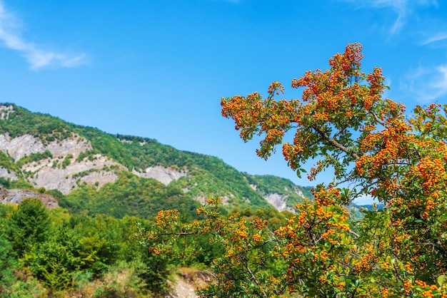 Arbre d'argousier dans la forêt