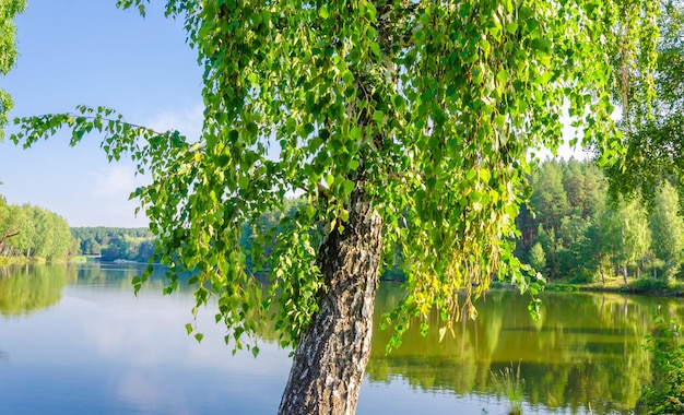 Un arbre au bord du lac avec des feuilles dessus
