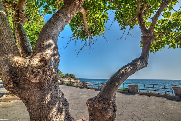 Arbre au bord de la mer à Alghero