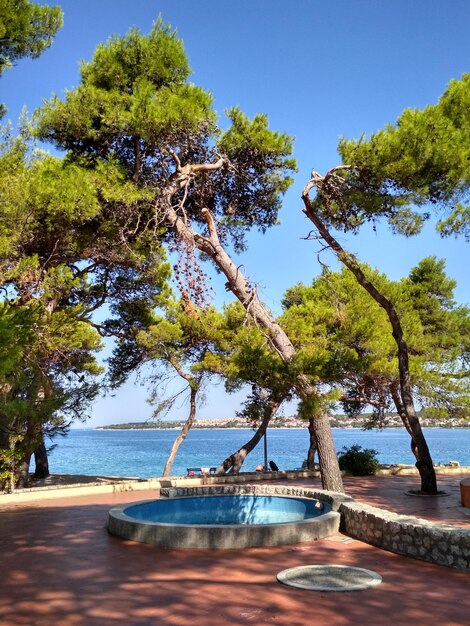 Un arbre au bord de la mer contre un ciel bleu clair